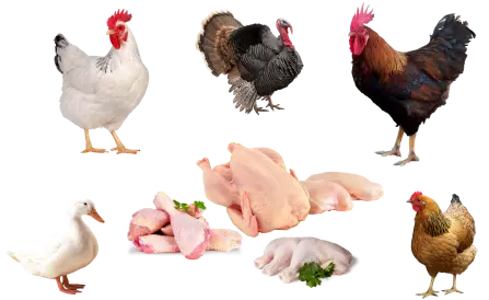 دواجن - طيور