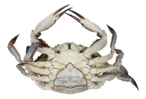 صورة المنتج