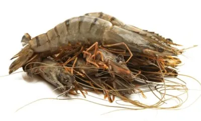 صورة المنتج